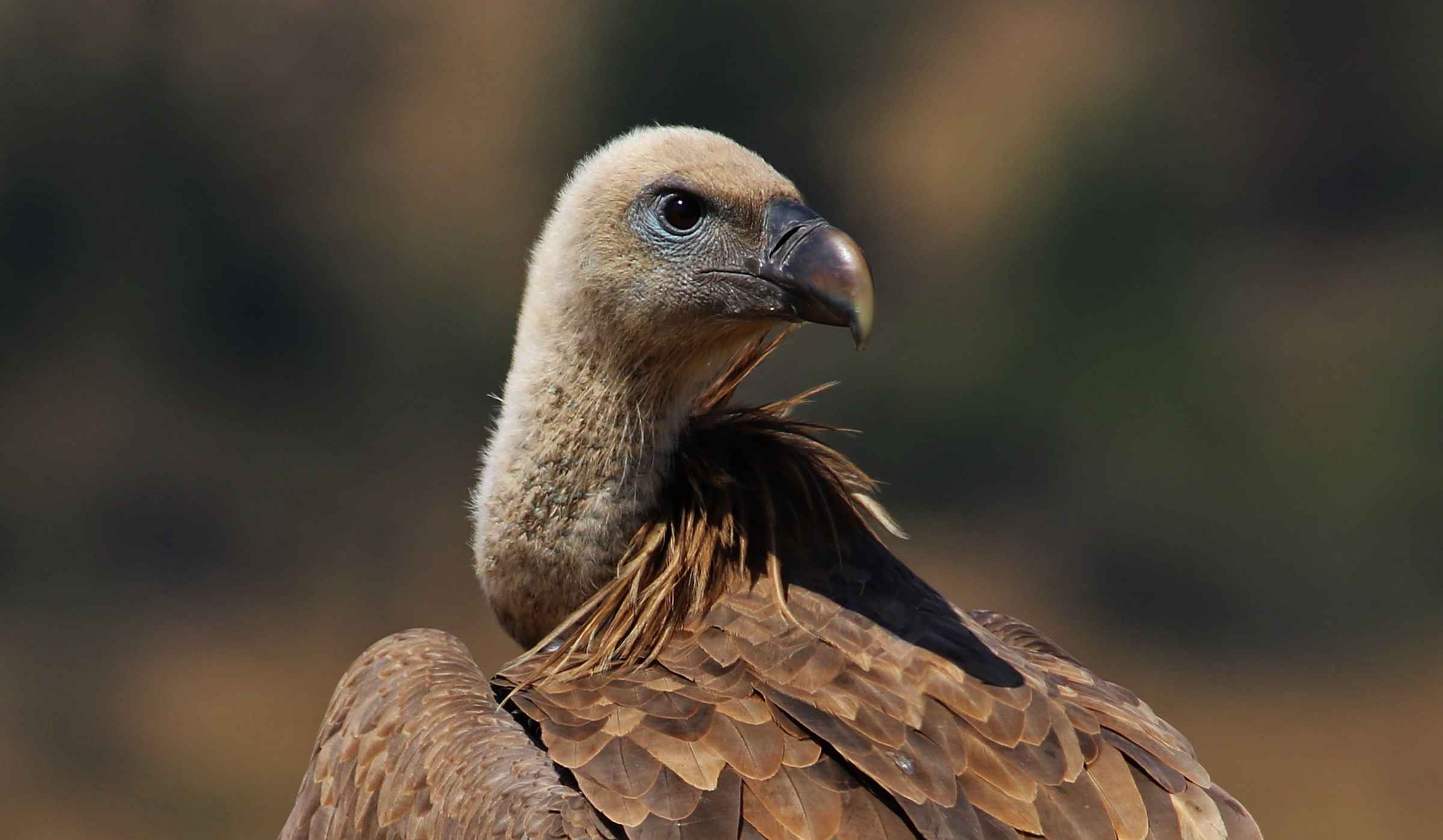 Eurasian Griffon